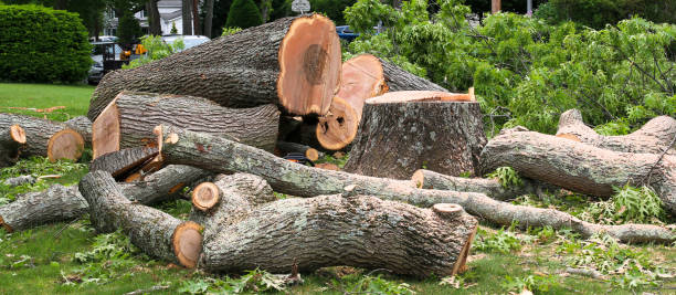 Tree Removal Services